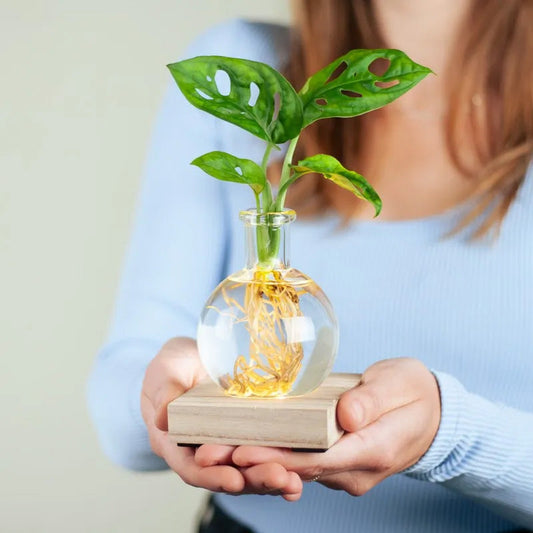 LED-Hydrokultur-Pflanzenvase – Stilvolle Präsentation Mit Sanfter Beleuchtung 4