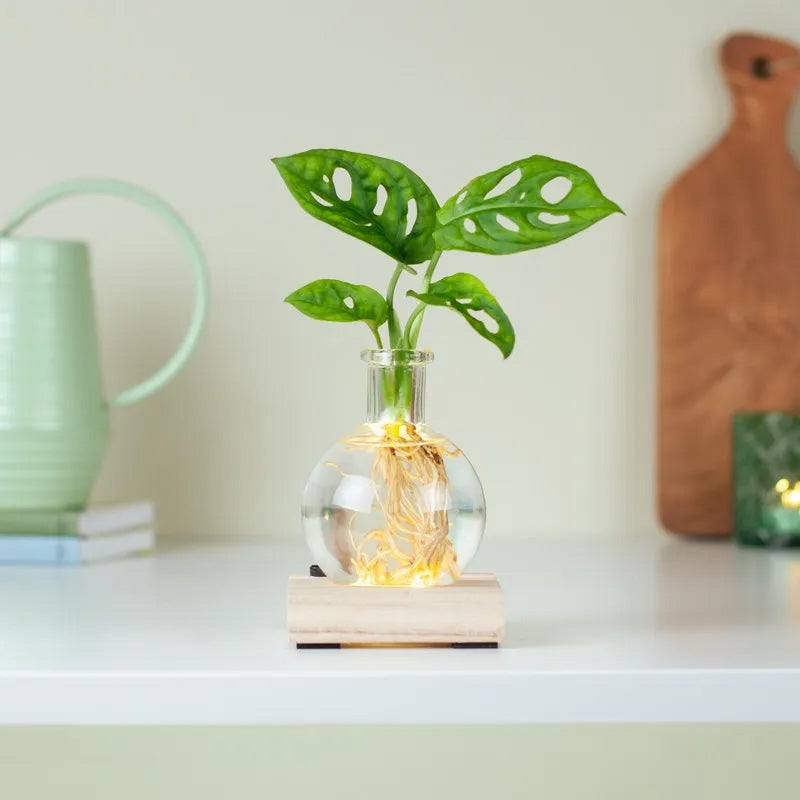 LED-Hydrokultur-Pflanzenvase – Stilvolle Präsentation Mit Sanfter Beleuchtung 2
