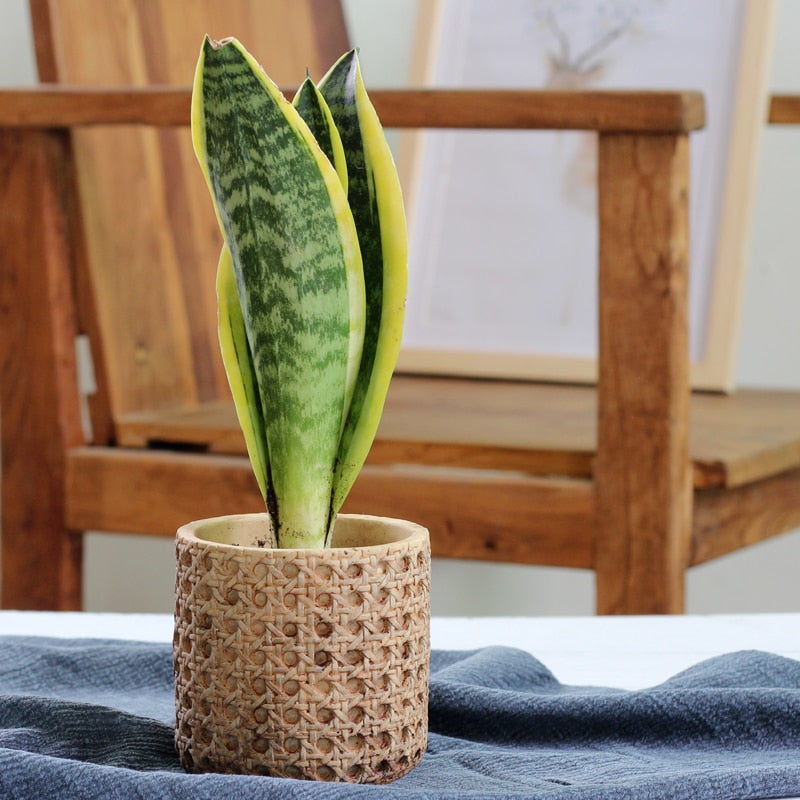 Pflanzkübel Aus Zement Mit Rattanstruktur – Elegante Präsentation Für Ihre Pflanzen 2
