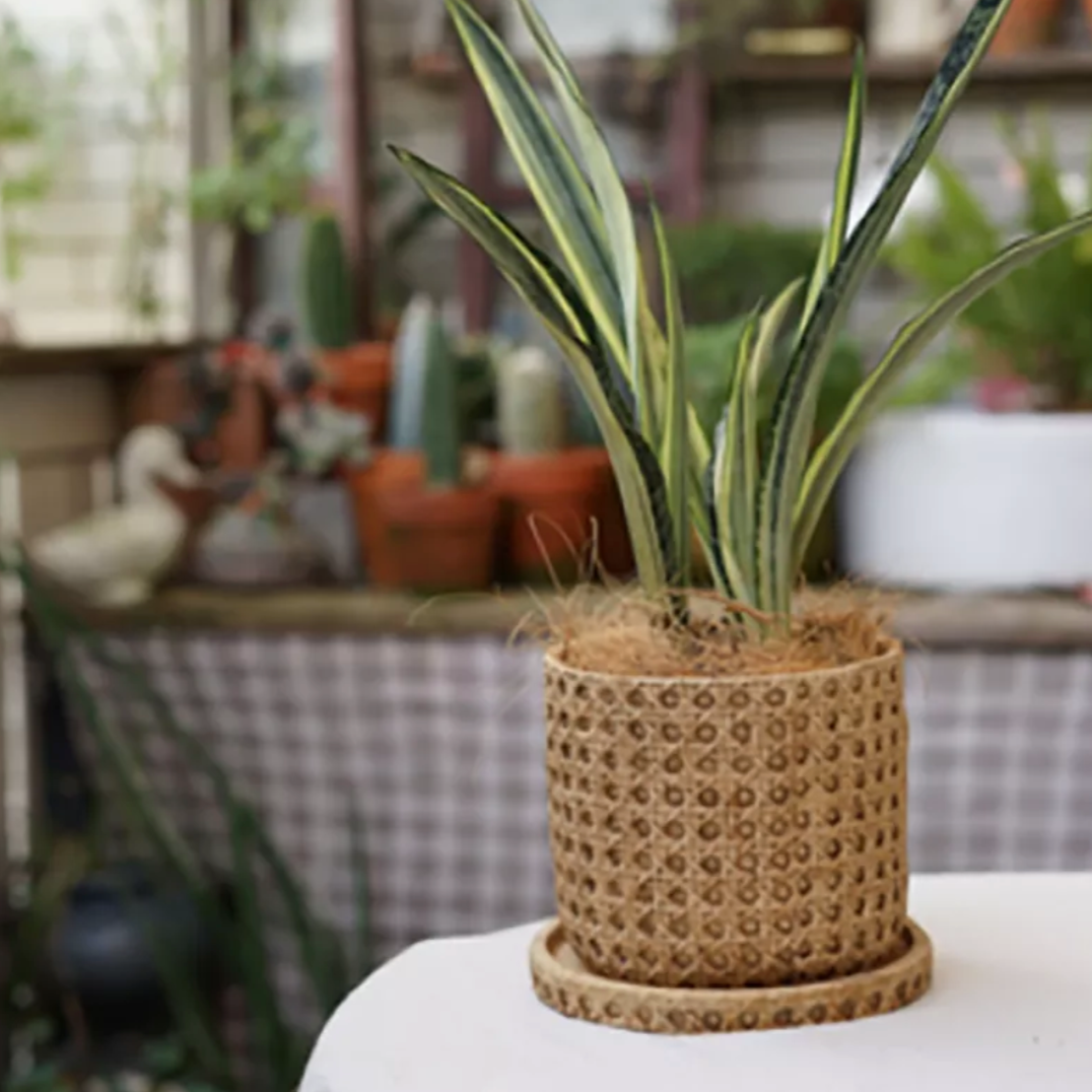 Pflanzkübel Aus Zement Mit Rattanstruktur – Elegante Präsentation Für Ihre Pflanzen 3