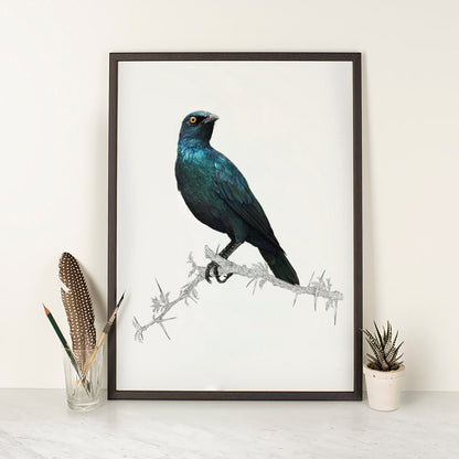 Umhang Glossy Starling – Zeitgenössische Tierillustrationen für Ihr Zuhause 0