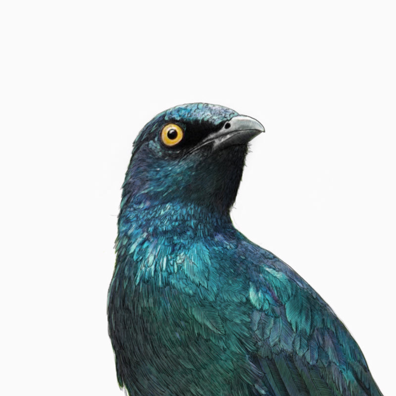 Umhang Glossy Starling – Zeitgenössische Tierillustrationen für Ihr Zuhause 2