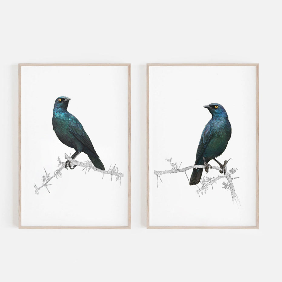 Umhang Glossy Starling – Zeitgenössische Tierillustrationen für Ihr Zuhause 3