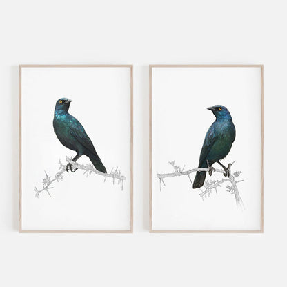 Umhang Glossy Starling – Zeitgenössische Tierillustrationen für Ihr Zuhause 3